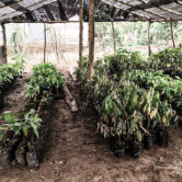 Paket 1 - Kebun Agroforestri Turuadae 1