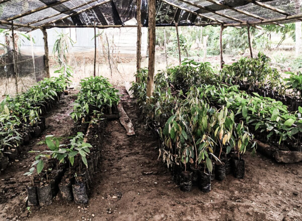 Paket 1 - Kebun Agroforestri Turuadae 1