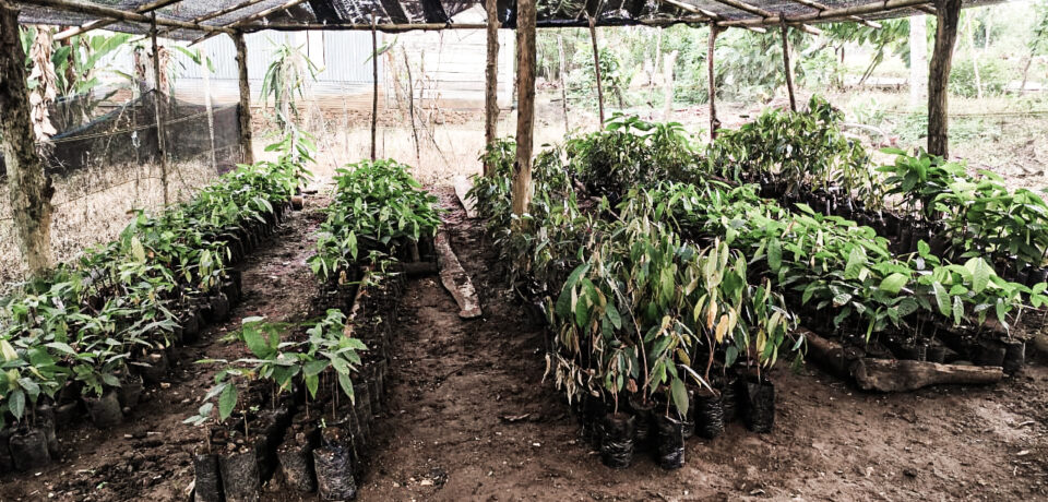 Paket 1 - Kebun Agroforestri Turuadae 1