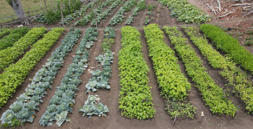 Organic farms avoid toxic inputs, improve soil health, grow clean, sustainable food that supports nature.