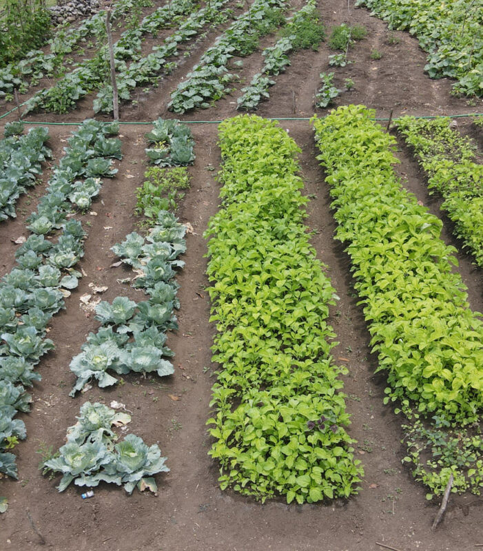 Organic farms avoid toxic inputs, improve soil health, grow clean, sustainable food that supports nature.
