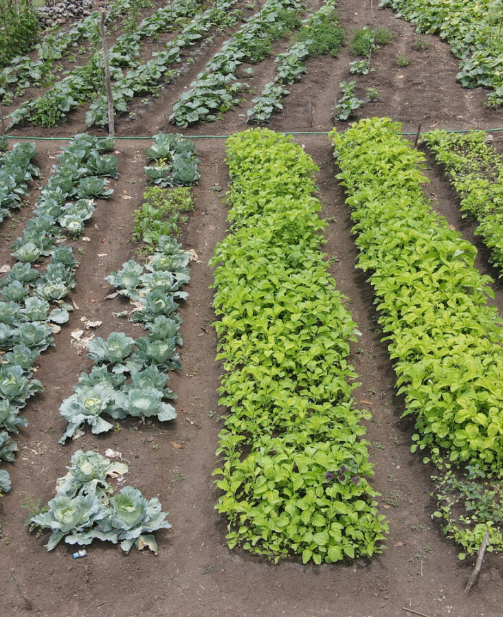 Organic farms avoid toxic inputs, improve soil health, grow clean, sustainable food that supports nature.