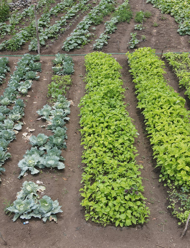 Organic farms avoid toxic inputs, improve soil health, grow clean, sustainable food that supports nature.