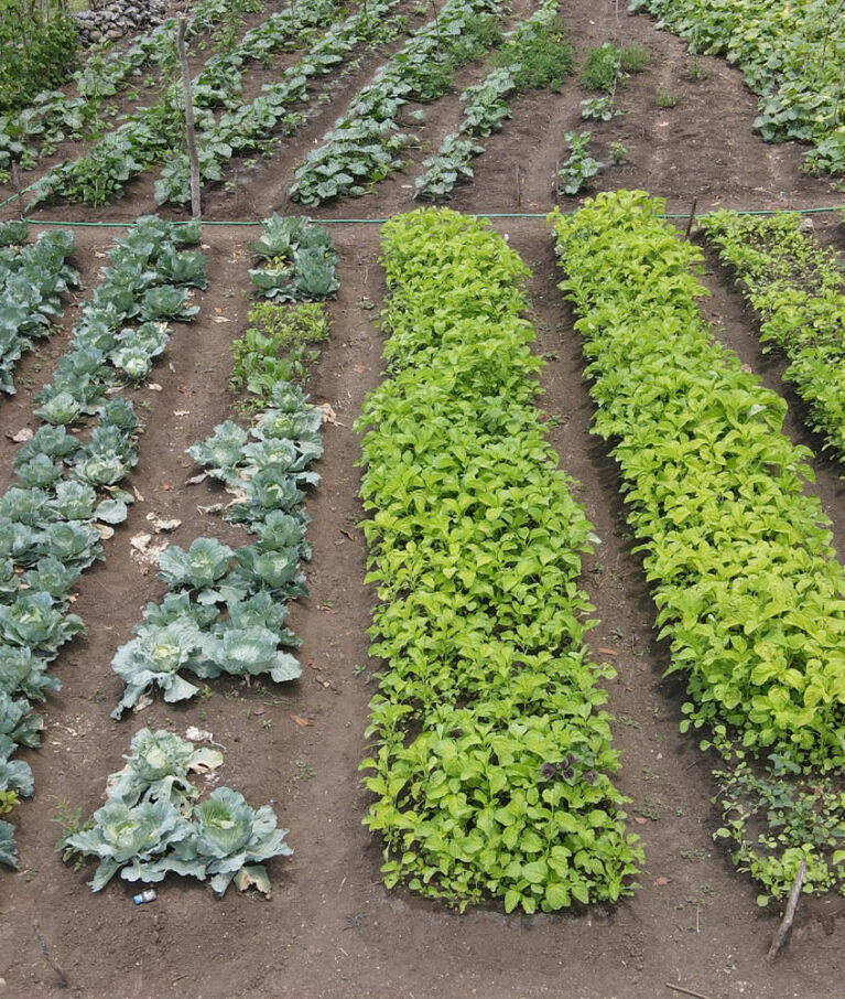 Bontocani: Pusat pembelajaran kebun campur – agroforestri dan hasil hutan bukan kayu