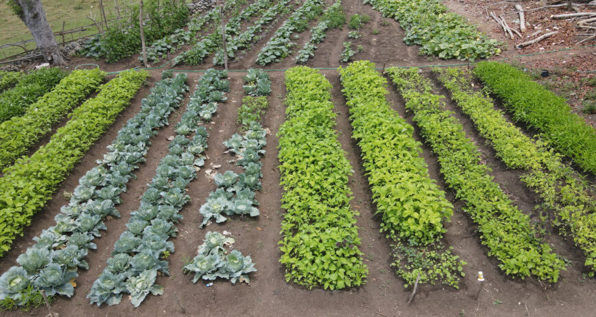 Organic farms avoid toxic inputs, improve soil health, grow clean, sustainable food that supports nature.