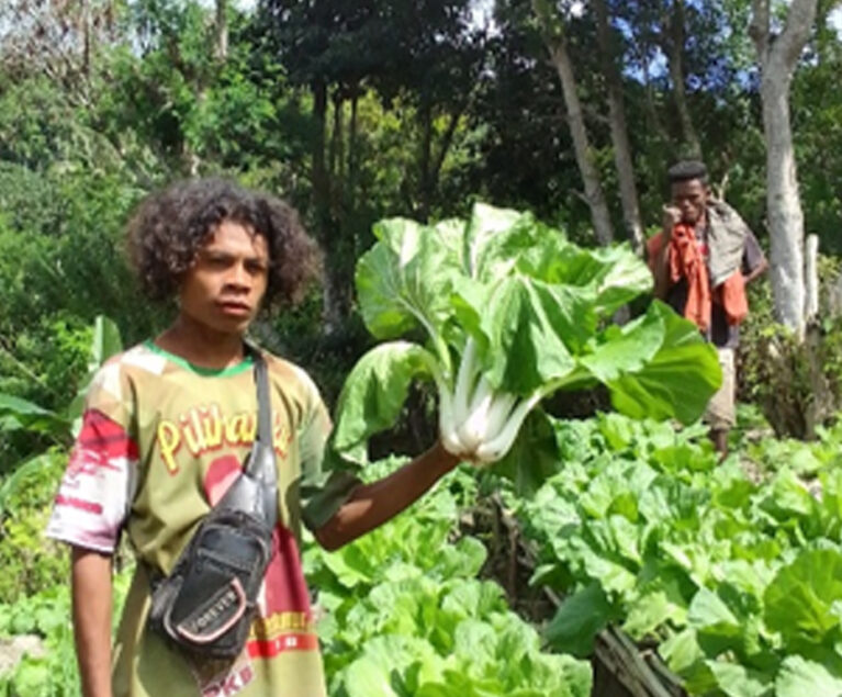 Program Land4Lives yang ada di desa Falas, dapat memicu petani yang selama ini Bertani hanya fokus pada tanaman semusim, yaitu pada saat musim hujan saja para petani baru bisa menanam jagung, ubi dan pisang. Tetapi dengan adanya program pengembangan kebun dapur, para petani punya inisiatif untuk bertani dengan menanam berbagai jenis tanaman hortikultura dikebun dengan memanfaatkan lahan yang ada dengan ketersediaan air yang pada saat musim kemarau sangat-sangat terbatas.
