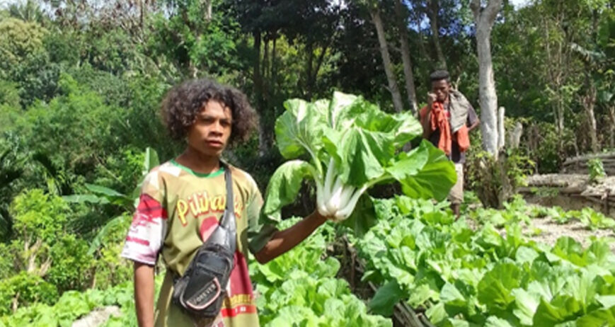 Program Land4Lives yang ada di desa Falas, dapat memicu petani yang selama ini Bertani hanya fokus pada tanaman semusim, yaitu pada saat musim hujan saja para petani baru bisa menanam jagung, ubi dan pisang. Tetapi dengan adanya program pengembangan kebun dapur, para petani punya inisiatif untuk bertani dengan menanam berbagai jenis tanaman hortikultura dikebun dengan memanfaatkan lahan yang ada dengan ketersediaan air yang pada saat musim kemarau sangat-sangat terbatas.