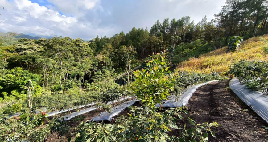 Puang Darwis 52 tahun ,selalu hadir dalam kegiatan pendampingan yang diadakan oleh staff lapangan CIFOR-ICRAF dalam proyek Land4lives sejak tahun 2023, mulai dari sosialisasi,pembentukan kelompok belajar dan rangkaian training dengan tajuk perubahan iklim,tidak banyak melontarkan pertayaan pada kegiatan,namun Puang Darwis banyak rencana memperbaiki kebun milik nya.