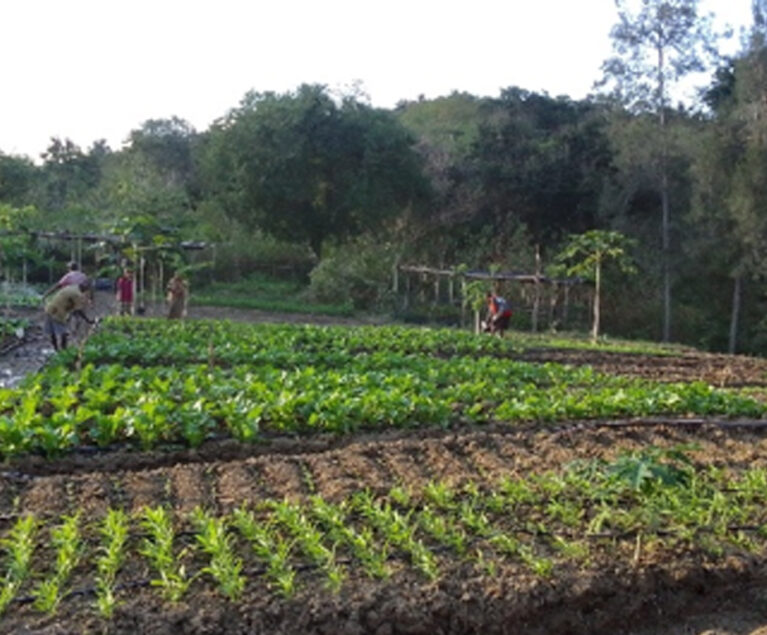 Kekurangan air sangat identik dengan kondisi di daratan Timor, pun dengan kondisi lahan pertanian yang keras dan minim nutrisi. Desa Neke, Kabupaten Timor Tengah Selatan sangat dekat dengan kedua hal tersebut. Pada tahun 2017 sampai 2022 terjadi musim kemarau panjang yang membuat petani dan masyarakat pada umumnya mengalami kesulitan pangan dan ekonomi. Pada tahun 2022 Land4Lives menjadi salah satu project non-pemerintah yang masuk berkegiatan di desa Neke, salah satu kegiatannya adalah pembelajaran pemanfaatan pekarangan untuk kebutuhan gizi keluarga. Karena kondisi air yang sangat sulit para petani yang masuk sebagai anggota kelompok belajar pertanian Land4Lives memilih untuk mengumpulkan semua metode pembelajaran di satu lokasi belajar.