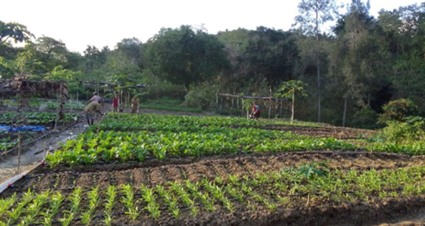 Kekurangan air sangat identik dengan kondisi di daratan Timor, pun dengan kondisi lahan pertanian yang keras dan minim nutrisi. Desa Neke, Kabupaten Timor Tengah Selatan sangat dekat dengan kedua hal tersebut. Pada tahun 2017 sampai 2022 terjadi musim kemarau panjang yang membuat petani dan masyarakat pada umumnya mengalami kesulitan pangan dan ekonomi. Pada tahun 2022 Land4Lives menjadi salah satu project non-pemerintah yang masuk berkegiatan di desa Neke, salah satu kegiatannya adalah pembelajaran pemanfaatan pekarangan untuk kebutuhan gizi keluarga. Karena kondisi air yang sangat sulit para petani yang masuk sebagai anggota kelompok belajar pertanian Land4Lives memilih untuk mengumpulkan semua metode pembelajaran di satu lokasi belajar.