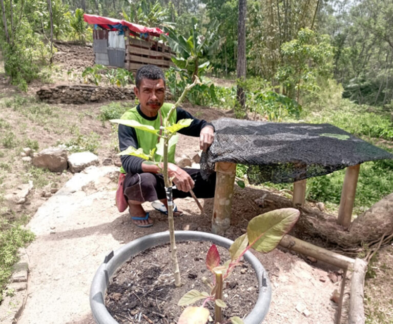 Di tengah tantangan perubahan iklim, serangan hama, dan umur tanaman terong hibrida yang relatif pendek, Bapak Fredik Baitanu dari Desa Netpala menemukan sebuah inovasi sederhana yang memberikan hasil luar biasa. Melalui teknik sambung pucuk antara terong budidaya dan terong hutan, ia berhasil menghasilkan tanaman terong yang lebih kuat, tahan lama, dan memiliki nilai ekonomi yang lebih tinggi.