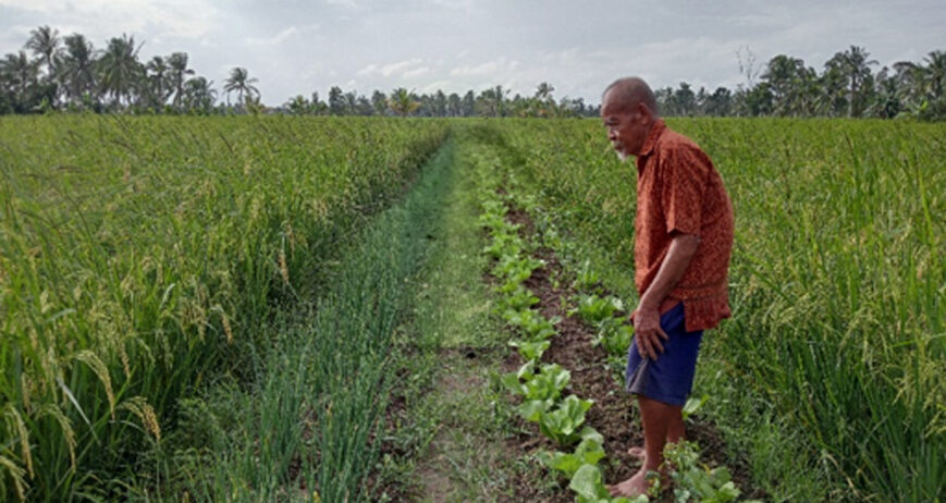Mbah Harjo (71 tahun) ,usia yang tidak muda lagi namun semangat bekerja yang tak pernah surut,berasal dari Desa Ganesha Mukti dan berprofesi sebagai petani di wilayah KHG (Kawasan Hidrologi Gambut)bergabung menjadi anggota kelompok belajar Land4lives ( L4L) pada tahun 2023.