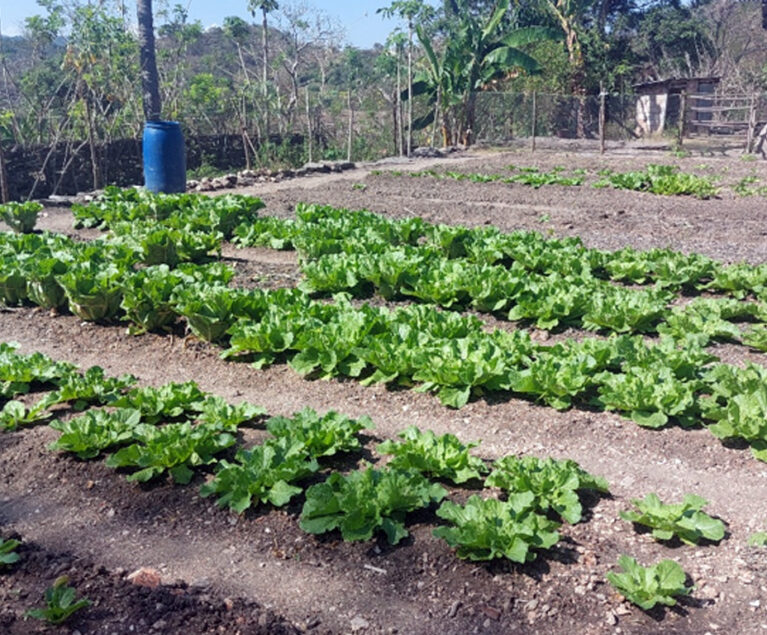 Di Desa Oepliki, Sub Lansekap 71 Noebeba, Kabupaten Timor Tengah Selatan, seorang petani milenial bernama Kakak Jekson Liubana menunjukkan bahwa pekarangan rumah dapat menjadi sumber pangan sekaligus penghasilan tambahan bagi keluarga.