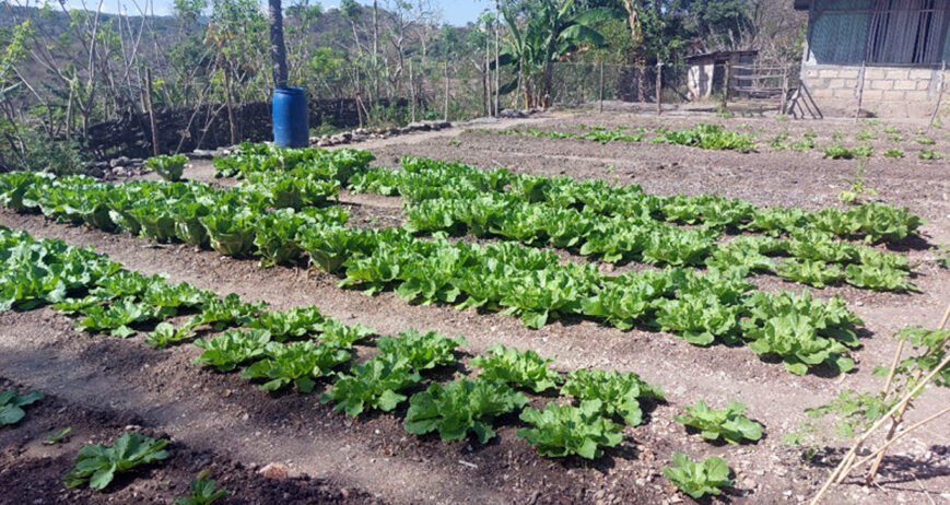 Di Desa Oepliki, Sub Lansekap 71 Noebeba, Kabupaten Timor Tengah Selatan, seorang petani milenial bernama Kakak Jekson Liubana menunjukkan bahwa pekarangan rumah dapat menjadi sumber pangan sekaligus penghasilan tambahan bagi keluarga.