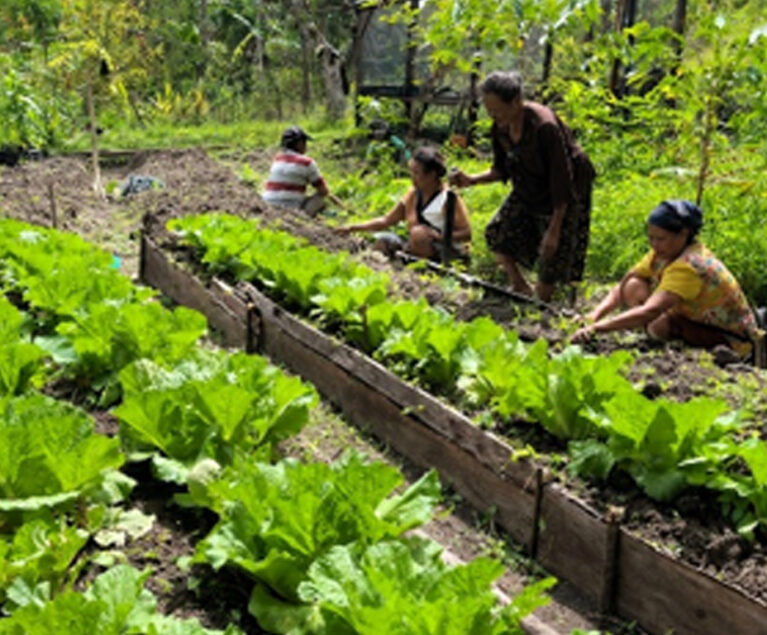 Di sebuah pekarangan sederhana di Desa Netpala, tumbuh lebih dari sekadar sayuran. Di sana, Mama Marteda Tualaka menanam harapan, kemandirian, dan ketahanan pangan bagi keluarganya. Apa yang kini terlihat sebagai kebun dapur yang hijau dan produktif, dulunya hanyalah lahan kosong yang belum dimanfaatkan secara optimal.
