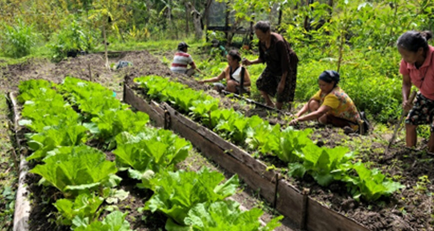 Di sebuah pekarangan sederhana di Desa Netpala, tumbuh lebih dari sekadar sayuran. Di sana, Mama Marteda Tualaka menanam harapan, kemandirian, dan ketahanan pangan bagi keluarganya. Apa yang kini terlihat sebagai kebun dapur yang hijau dan produktif, dulunya hanyalah lahan kosong yang belum dimanfaatkan secara optimal.