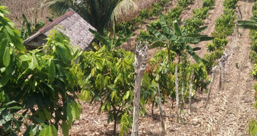 Pak Takdir dari Kelompok Tani Siamasei II saat ini kebunnya menjadi rujukan untuk petani yang ingin belajar Pertanian Cerdas Iklim dengan konsep Agroforestry kakao. Dimana sebelumnya kebunnya hanya di tanami komoditi jagung secara monokultur, dan mengesampingkan tanam pohon produktif lainnya.