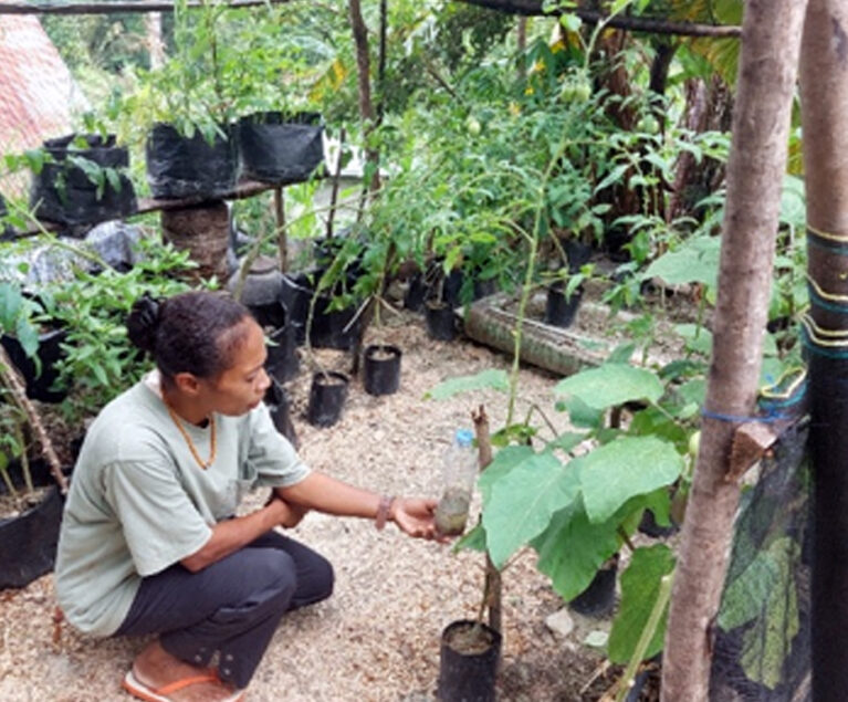 Di Desa Bone, seorang petani perempuan yang juga dikenal sebagai petani champion, yaitu Ibu Yuldis Y. Puay, menjadi contoh inspiratif dalam mengatasi masalah hama pada kebun dapur. Ibu Yuldis merupakan bagian dari tim inti TP2CI SL47 Amanuban APL yang aktif mengikuti berbagai kegiatan pembelajaran pertanian berkelanjutan.