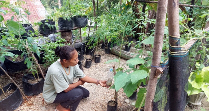 Di Desa Bone, seorang petani perempuan yang juga dikenal sebagai petani champion, yaitu Ibu Yuldis Y. Puay, menjadi contoh inspiratif dalam mengatasi masalah hama pada kebun dapur. Ibu Yuldis merupakan bagian dari tim inti TP2CI SL47 Amanuban APL yang aktif mengikuti berbagai kegiatan pembelajaran pertanian berkelanjutan.