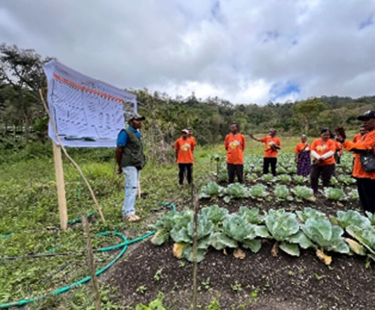 Di tengah hamparan kebun sayur yang hijau, Dance Kase (58 tahun) memulai aktivitasnya seperti biasa. Sudah hampir tiga dekade, sejak 1996, ia menggantungkan hidup dari bertani sayur.