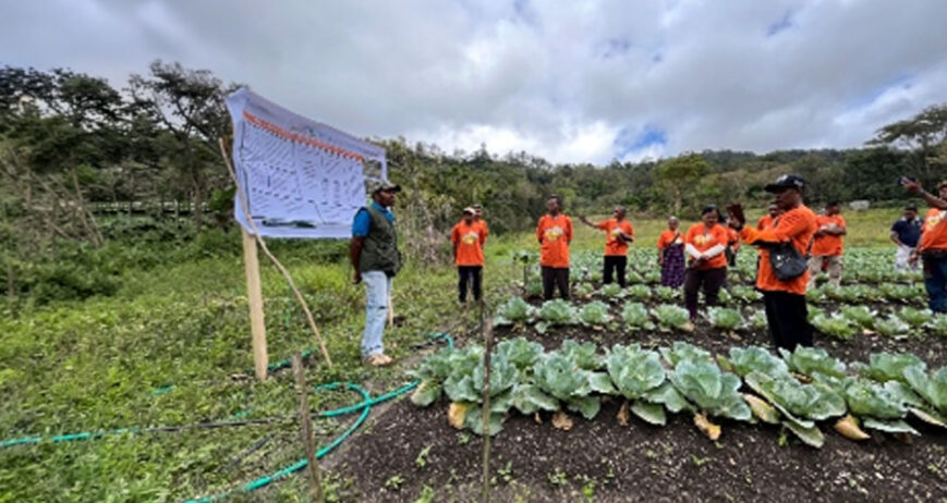 Di tengah hamparan kebun sayur yang hijau, Dance Kase (58 tahun) memulai aktivitasnya seperti biasa. Sudah hampir tiga dekade, sejak 1996, ia menggantungkan hidup dari bertani sayur.