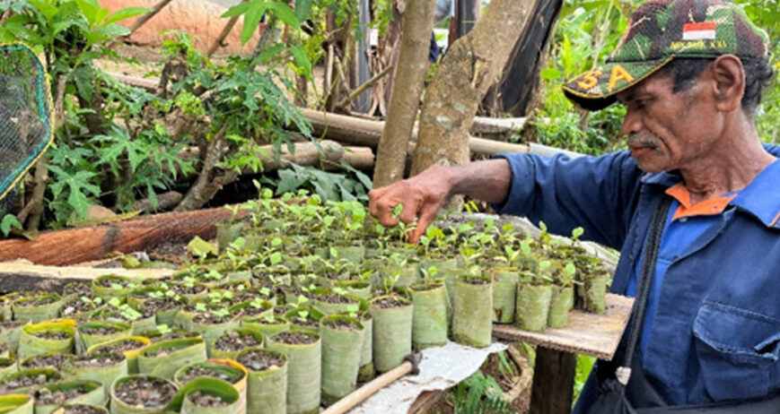 Belajar Sambung Terong Hutan, Langsung Diterapkan di Kebun Sendiri