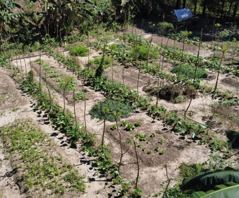Bagi Bapak Yeremias Pay, kebun tidak hanya berfungsi sebagai tempat bercocok tanam untuk menghasilkan pendapatan. Di sekitar rumahnya, ia membangun sebuah kebun dapur dengan konsep Beragam, Bergizi, Seimbang, dan Aman (B2SA) sebagai upaya memenuhi kebutuhan pangan keluarga secara mandiri. Dari lahan yang tidak terlalu luas, tumbuh berbagai jenis sayuran, rempah-rempah, buahan, dan tanaman pangan yang memberikan manfaat setiap hari bagi keluarganya.
