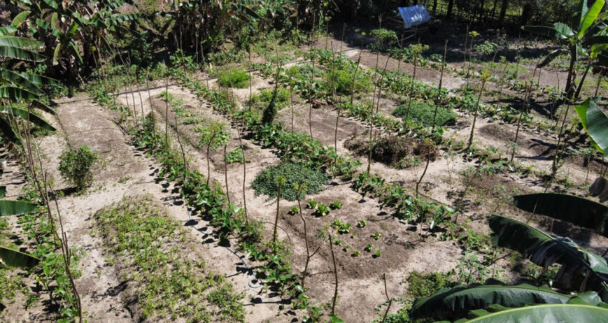 Bagi Bapak Yeremias Pay, kebun tidak hanya berfungsi sebagai tempat bercocok tanam untuk menghasilkan pendapatan. Di sekitar rumahnya, ia membangun sebuah kebun dapur dengan konsep Beragam, Bergizi, Seimbang, dan Aman (B2SA) sebagai upaya memenuhi kebutuhan pangan keluarga secara mandiri. Dari lahan yang tidak terlalu luas, tumbuh berbagai jenis sayuran, rempah-rempah, buahan, dan tanaman pangan yang memberikan manfaat setiap hari bagi keluarganya.