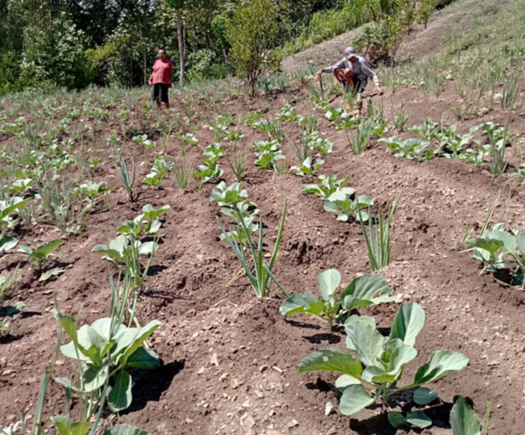 Di saat banyak anak muda mulai meninggalkan pertanian, seorang petani dari Desa Bijaepunu, Kecamatan Mollo Utara, Kabupaten Timor Tengah Selatan justru memilih kembali ke kebun. Ia adalah Anto Boko. Dengan semangat muda dan kemauan belajar, ia telah menanam berbagai jenis sayuran sebagai sumber penghasilan dan masa depan keluarga kecilnya.