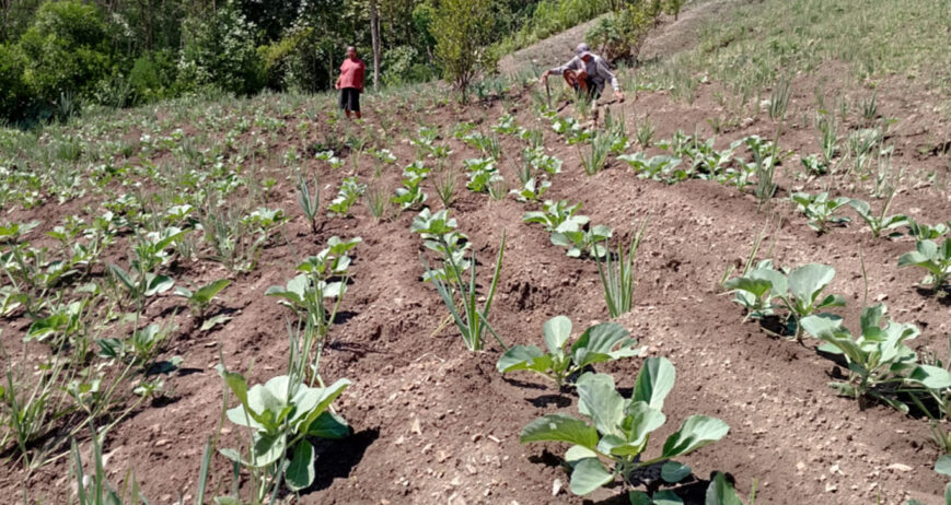 Di saat banyak anak muda mulai meninggalkan pertanian, seorang petani dari Desa Bijaepunu, Kecamatan Mollo Utara, Kabupaten Timor Tengah Selatan justru memilih kembali ke kebun. Ia adalah Anto Boko. Dengan semangat muda dan kemauan belajar, ia telah menanam berbagai jenis sayuran sebagai sumber penghasilan dan masa depan keluarga kecilnya.