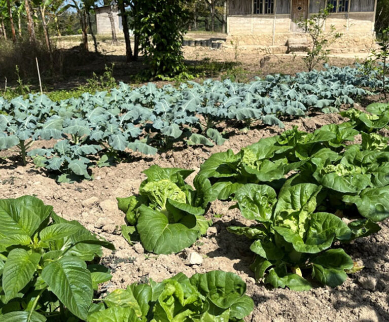 Bagi Mama Welmince Lake, kebun dapur yang berada di samping rumah awalnya hanya dibuat untuk memenuhi kebutuhan sayur kelompok sehari-hari. Dengan memanfaatkan lahan pekarangan yang tersedia, ia menanam berbagai jenis sayuran agar keluarga dapat menikmati makanan yang segar dan bergizi tanpa harus selalu membeli dari pasar. Namun, seiring berjalannya waktu, kebun sederhana tersebut berkembang menjadi sumber pendapatan tambahan yang membantu perekonomian kelompok dan keluarganya.
