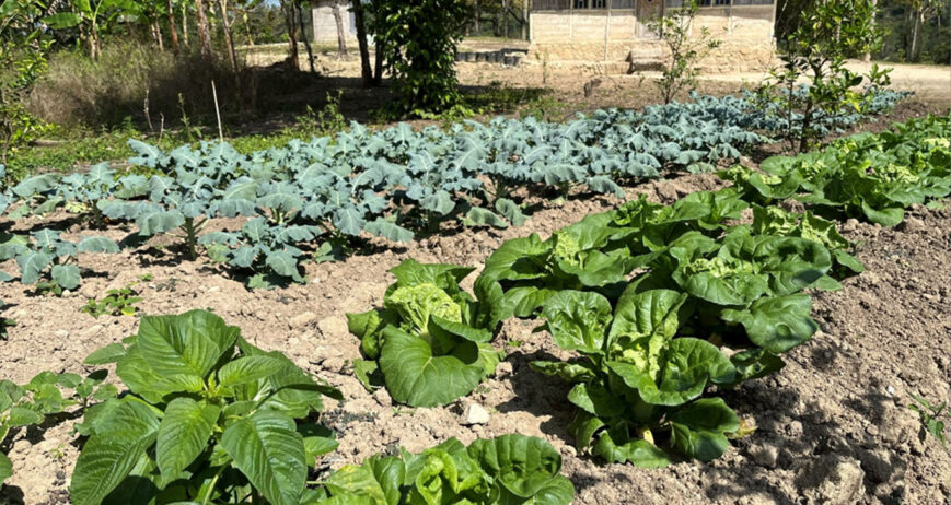 Bagi Mama Welmince Lake, kebun dapur yang berada di samping rumah awalnya hanya dibuat untuk memenuhi kebutuhan sayur kelompok sehari-hari. Dengan memanfaatkan lahan pekarangan yang tersedia, ia menanam berbagai jenis sayuran agar keluarga dapat menikmati makanan yang segar dan bergizi tanpa harus selalu membeli dari pasar. Namun, seiring berjalannya waktu, kebun sederhana tersebut berkembang menjadi sumber pendapatan tambahan yang membantu perekonomian kelompok dan keluarganya.