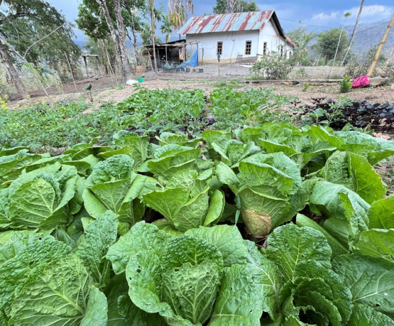 Bagi Bapak Okto Tanasib, kebun dapur yang berada di dekat rumah bukan hanya tempat untuk menanam sayuran bagi kebutuhan keluarga. Seiring berjalannya waktu, kebun tersebut berkembang menjadi sumber penghasilan tambahan yang memberikan manfaat nyata bagi ekonomi rumah tangga. Berkat ketekunan dan pengelolaan yang konsisten, hasil kebunnya kini menjadi salah satu sumber sayuran yang sering dicari oleh masyarakat Desa Taneotob.