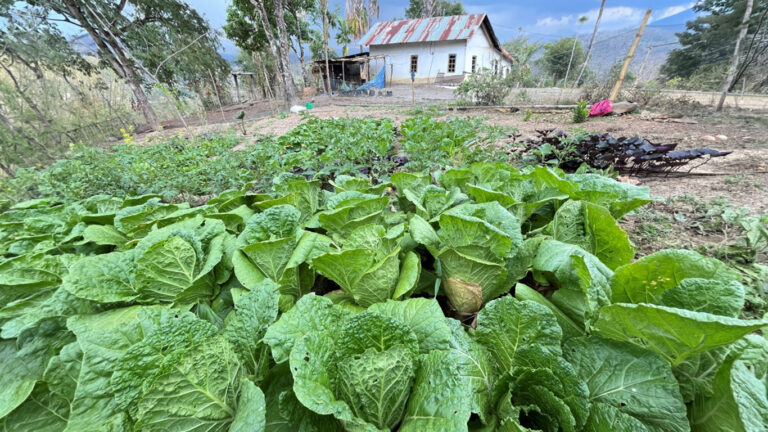 Kebun dapur Bapak Okto. (Sumber : Romadhona Hartiyadi)