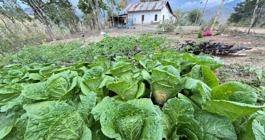 Bagi Bapak Okto Tanasib, kebun dapur yang berada di dekat rumah bukan hanya tempat untuk menanam sayuran bagi kebutuhan keluarga. Seiring berjalannya waktu, kebun tersebut berkembang menjadi sumber penghasilan tambahan yang memberikan manfaat nyata bagi ekonomi rumah tangga. Berkat ketekunan dan pengelolaan yang konsisten, hasil kebunnya kini menjadi salah satu sumber sayuran yang sering dicari oleh masyarakat Desa Taneotob.