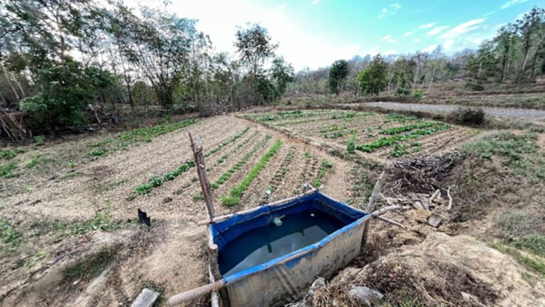 Kebun setelah masa tanam padi, (Sumber : Romadhona Hartiyadi)