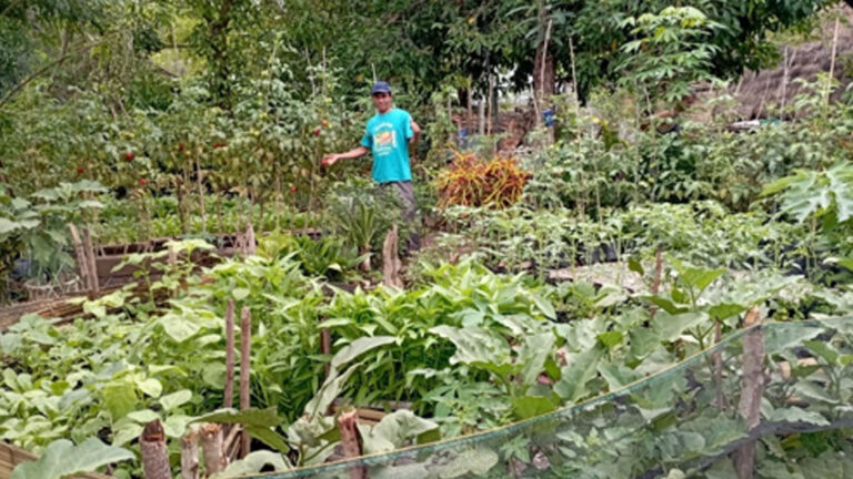 Keberagaman jenis tanaman holtikultura yang di tanam mama Levina, (Sumber : Romadhona Hartiyadi)