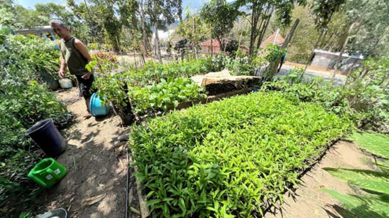 Tanaman kangkong, sawi dan terong, (Sumber : Romadhona Hartiyadi)