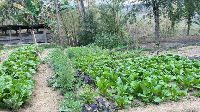 Jenis  tanaman di kebun seperti; ubi ungu, sawi, pakcoy, bunci, tomat dll, (Sumber : Romadhona Hartiyadi)