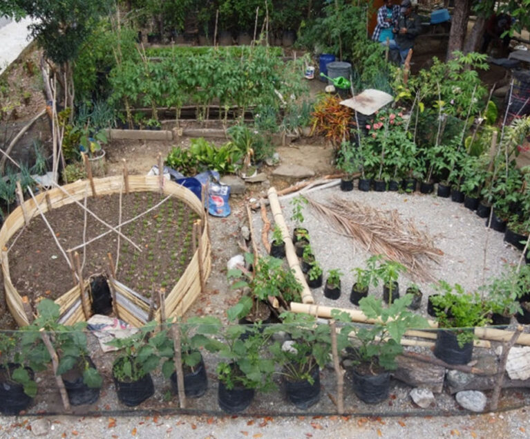 Bagi Mama Levina, kebun dapur di samping rumah telah menjadi bagian penting dari kehidupan sehari-hari. Apa yang awalnya hanya sebuah pekarangan sederhana kini berubah menjadi sumber pangan keluarga yang selalu menyediakan sayuran segar untuk kebutuhan dapur. Kehadiran kebun tersebut membuatnya tidak lagi terlalu bergantung pada pasokan sayuran dari luar desa dan membantu mengurangi pengeluaran rumah tangga setiap harinya.