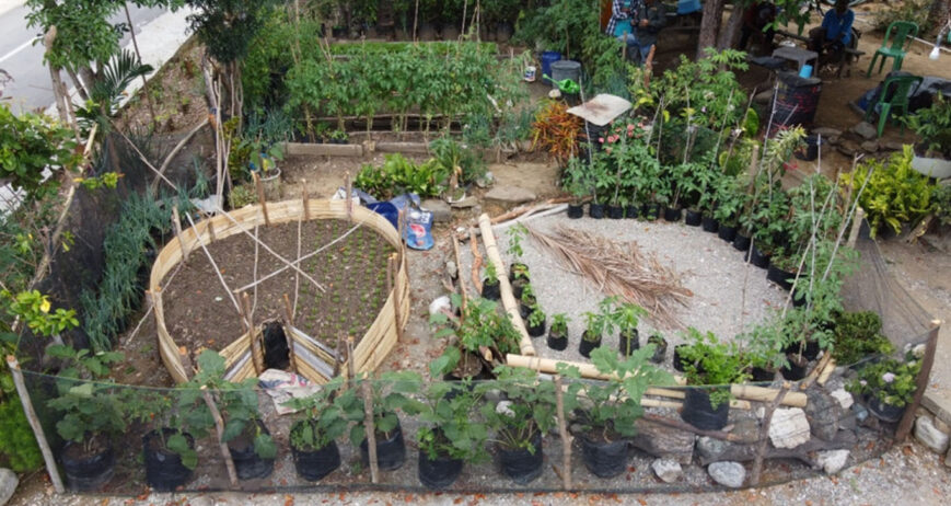Bagi Mama Levina, kebun dapur di samping rumah telah menjadi bagian penting dari kehidupan sehari-hari. Apa yang awalnya hanya sebuah pekarangan sederhana kini berubah menjadi sumber pangan keluarga yang selalu menyediakan sayuran segar untuk kebutuhan dapur. Kehadiran kebun tersebut membuatnya tidak lagi terlalu bergantung pada pasokan sayuran dari luar desa dan membantu mengurangi pengeluaran rumah tangga setiap harinya.