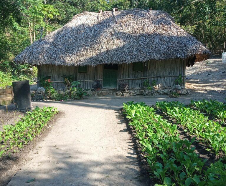 Di tengah tantangan musim yang tidak menentu dan meningkatnya kebutuhan pangan bergizi, Bapak Selfius Betty, seorang petani dari Oepliki menunjukkan bahwa solusi bisa dimulai dari rumah sendiri. Dengan memanfaatkan pekarangan rumah yang tidak terlalu besar, Bapak Selfius berhasil menanam berbagai jenis sayuran dan memenuhi kebutuhan gizi keluarga tanpa bergantung sepenuhnya pada pasarm, bahkan menjadi salah satu sumber pendapatan baru bagi keluarganya.