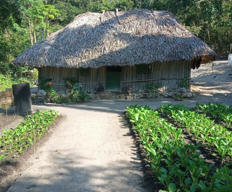 Di tengah tantangan musim yang tidak menentu dan meningkatnya kebutuhan pangan bergizi, Bapak Selfius Betty, seorang petani dari Oepliki menunjukkan bahwa solusi bisa dimulai dari rumah sendiri. Dengan memanfaatkan pekarangan rumah yang tidak terlalu besar, Bapak Selfius berhasil menanam berbagai jenis sayuran dan memenuhi kebutuhan gizi keluarga tanpa bergantung sepenuhnya pada pasarm, bahkan menjadi salah satu sumber pendapatan baru bagi keluarganya.