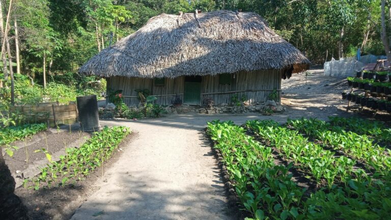 . Kondisi kebun dapur yang sudah menghasilkan untuk keluarga