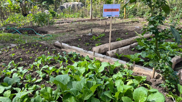 Kebun dapur yang sudah di tata untuk masing-masing jenis tanaman, Sumber : Romadhona Hartiyadi)