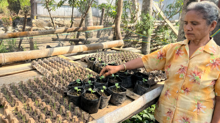Mama Aksamina menyemai tanaman bawang dan sawi, Sumber : Romadhona Hartiyadi)