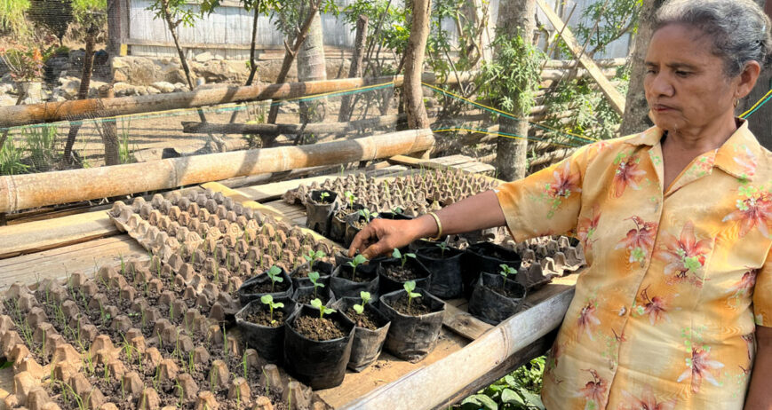 Bagi Mama Aksamina, Mama Vice, dan Mama Orance, kebun dapur bukan sekadar tempat menanam sayuran. Kebun yang mereka kelola bersama telah menjadi sumber pangan keluarga sekaligus sumber pendapatan tambahan yang memberikan manfaat nyata bagi kehidupan sehari-hari. Dengan semangat gotong royong dan ketekunan yang tinggi, mereka membuktikan bahwa pekarangan yang dikelola dengan baik dapat menghasilkan manfaat yang besar.